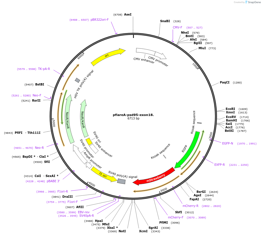 90249-plasmid-map-sequence-id-270812