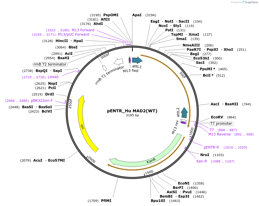 136343-plasmid-map-sequence-id-270814