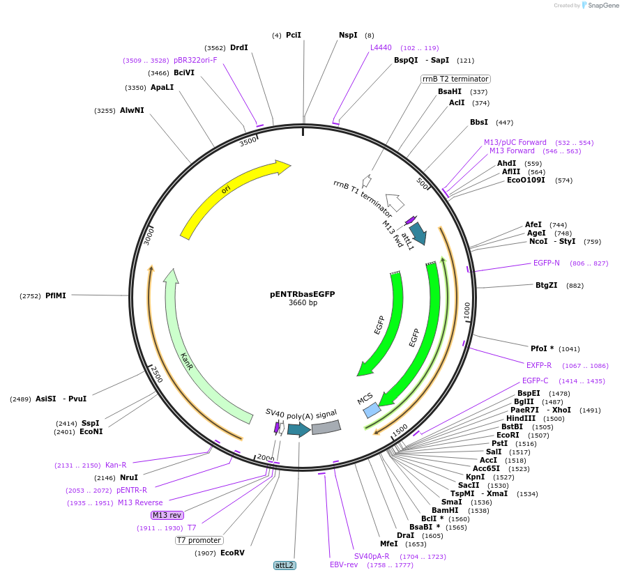 22453-plasmid-map-sequence-id-270816