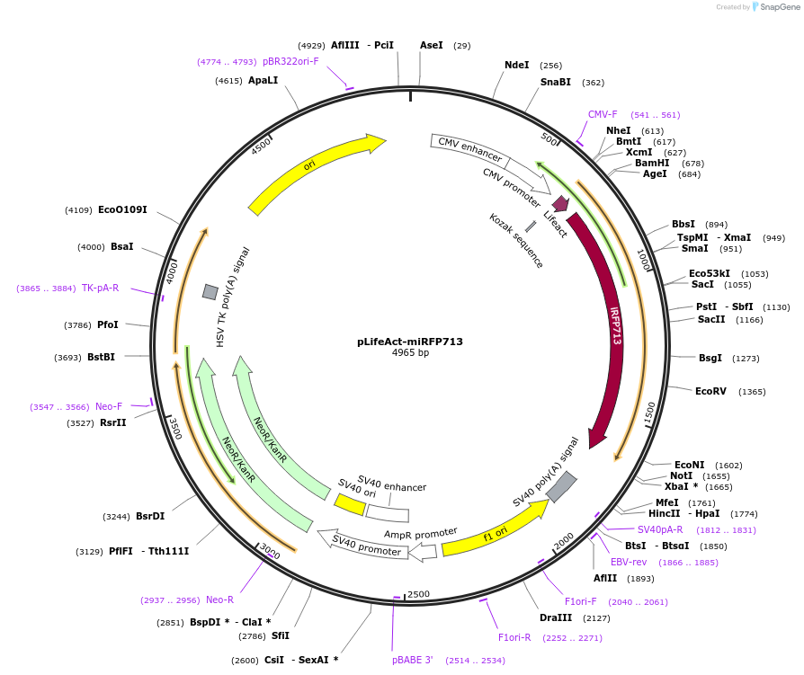 136562-plasmid-map-sequence-id-270817