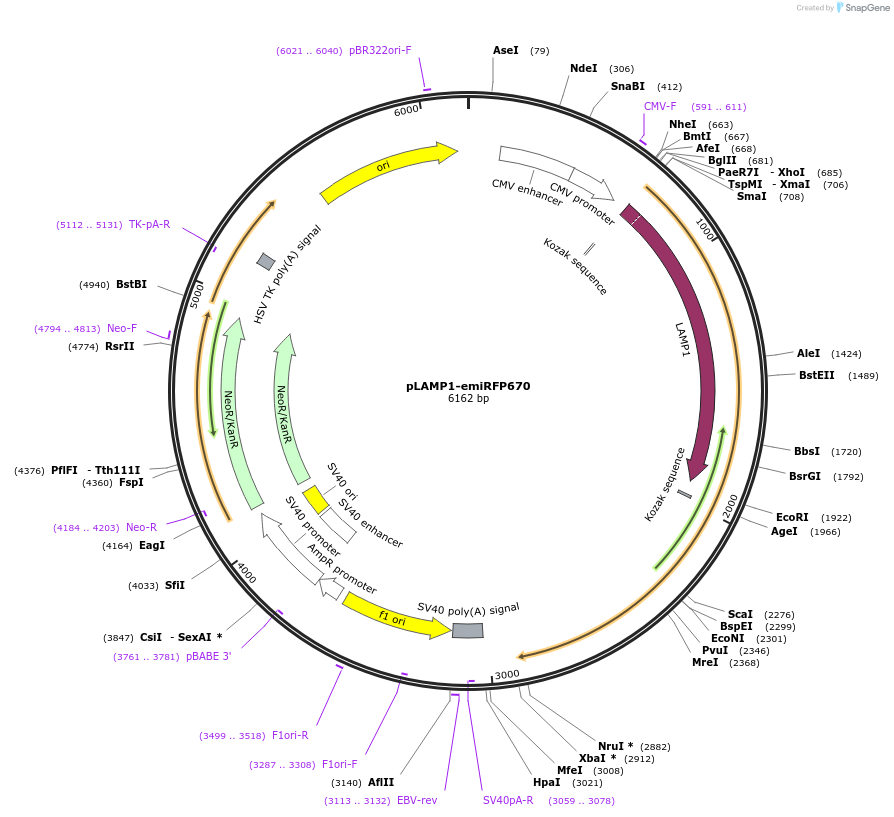 136570-plasmid-map-sequence-id-270818