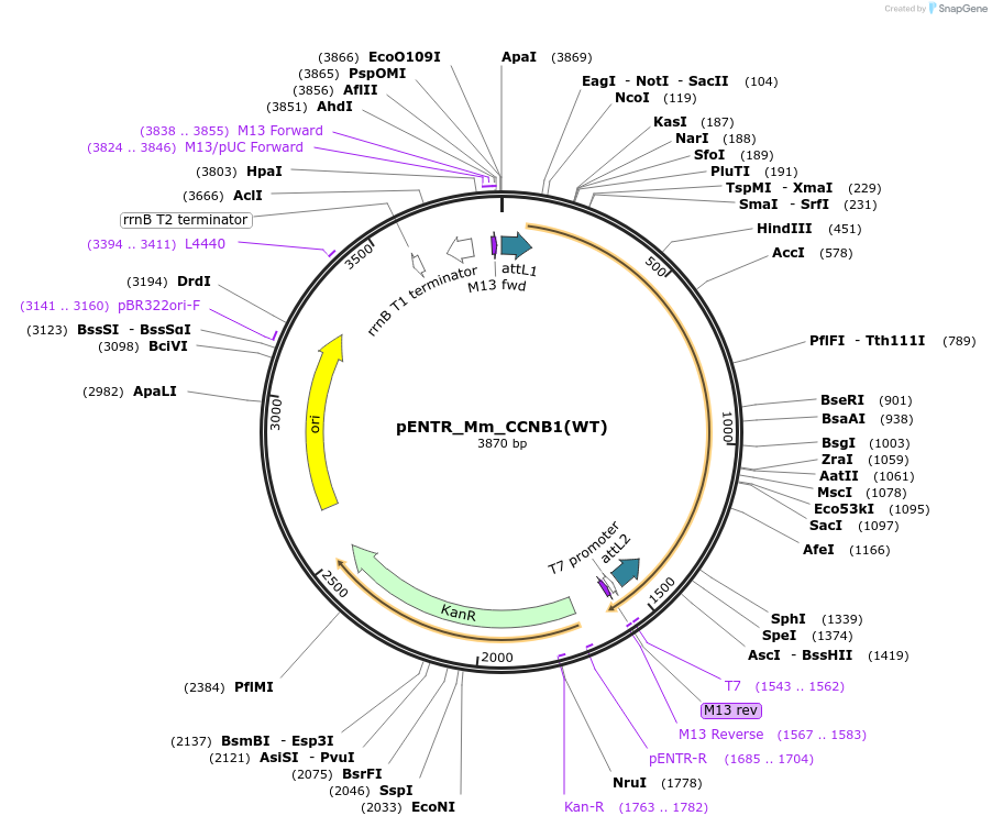136340-plasmid-map-sequence-id-270819