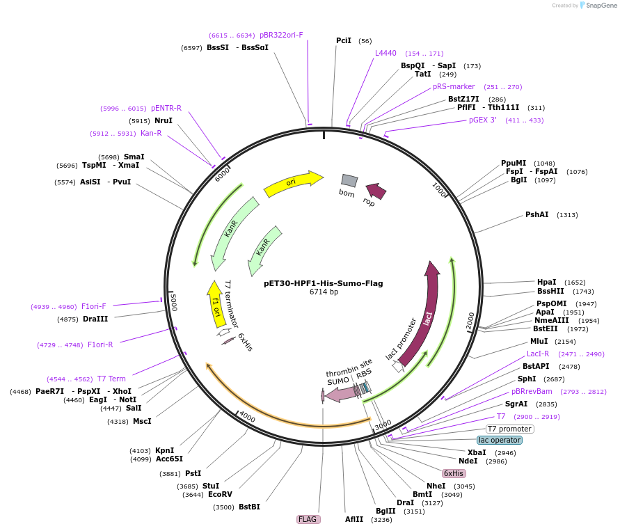 111577-plasmid-map-sequence-id-270825