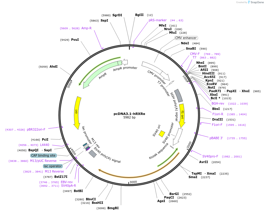 135910-plasmid-map-sequence-id-270879