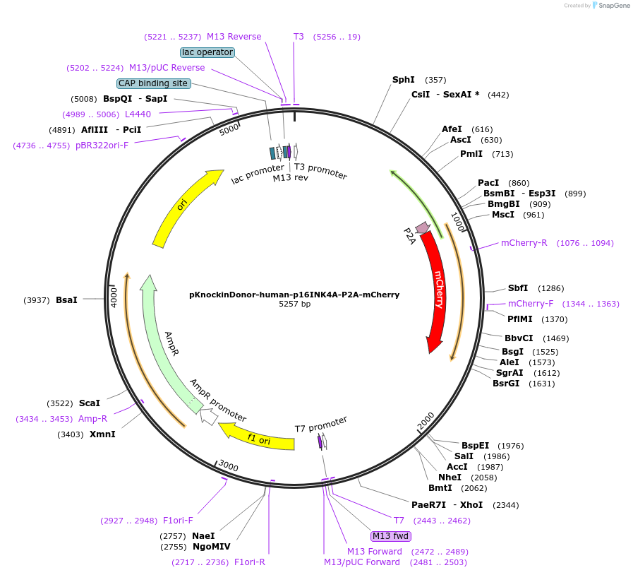 137026-plasmid-map-sequence-id-270914