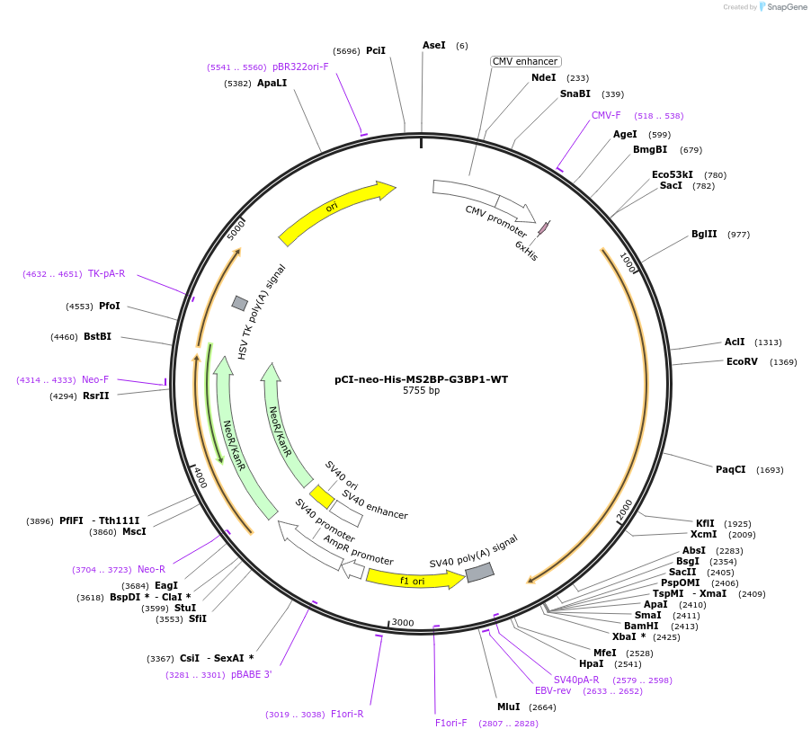 136008-plasmid-map-sequence-id-270949