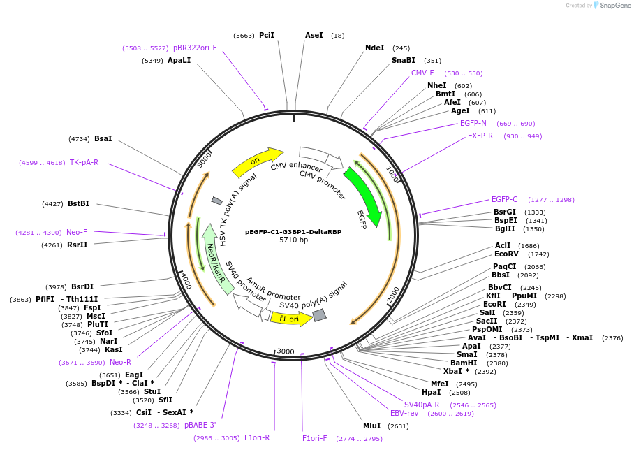 135999-plasmid-map-sequence-id-270977
