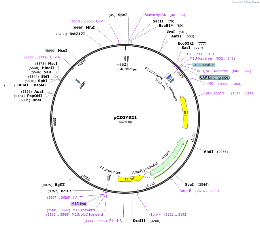 135092-plasmid-map-sequence-id-270980