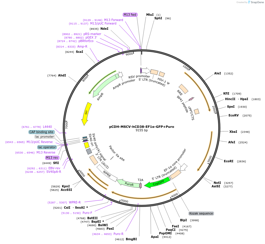 134936-plasmid-map-sequence-id-270999