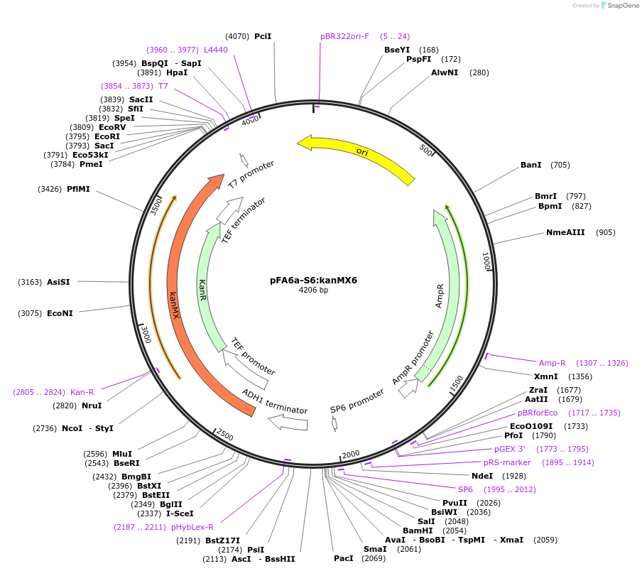 134434-plasmid-map-sequence-id-271011