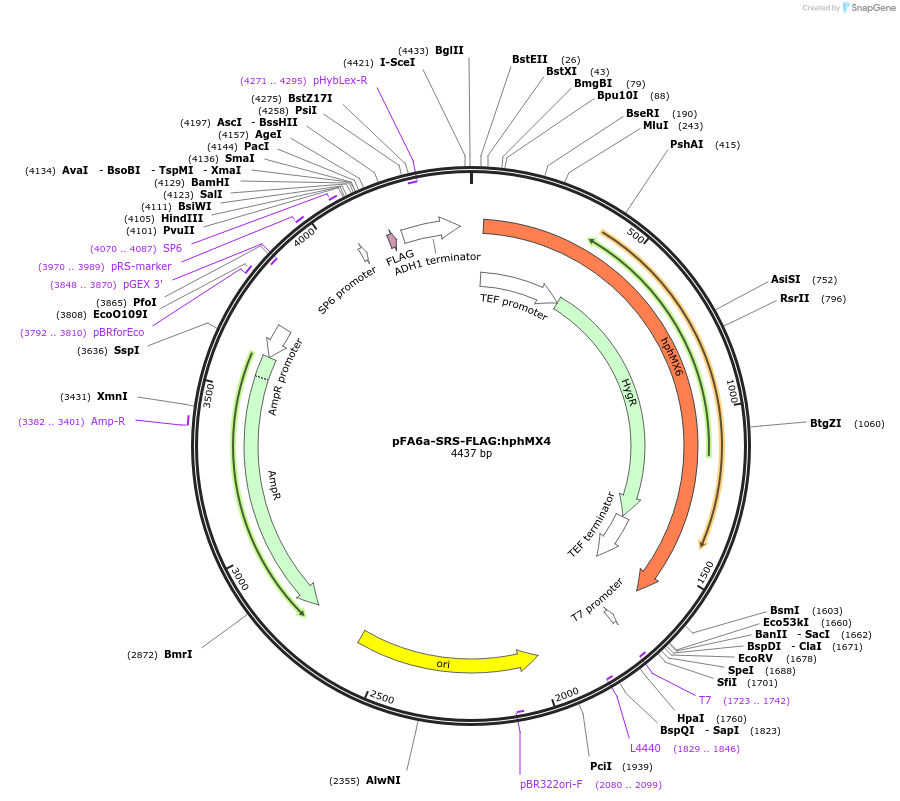 134445-plasmid-map-sequence-id-271019