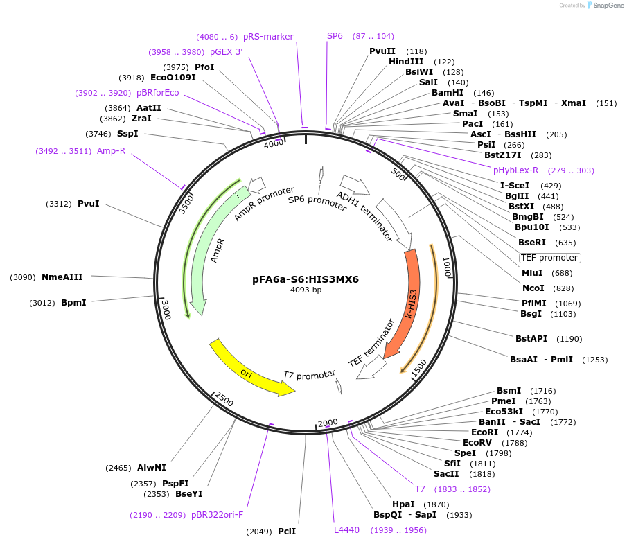 134435-plasmid-map-sequence-id-271021