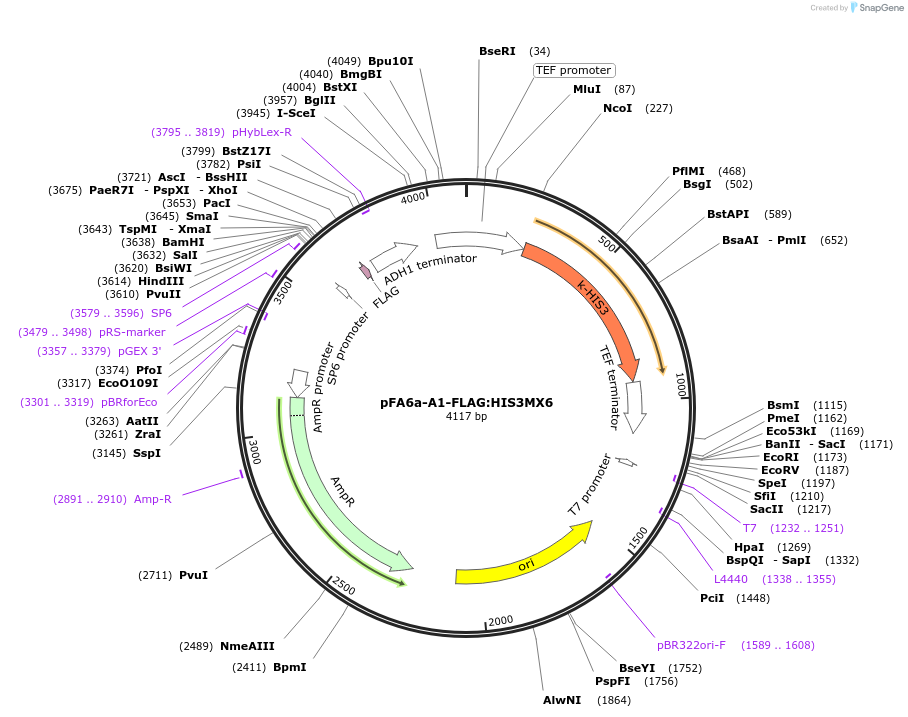 134431-plasmid-map-sequence-id-271023