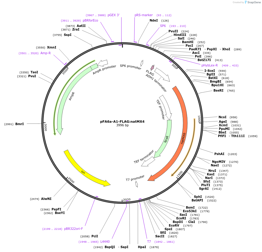 134432-plasmid-map-sequence-id-271032