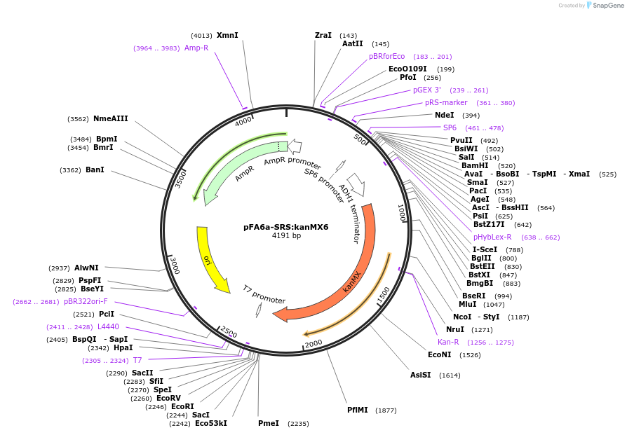 134442-plasmid-map-sequence-id-271036