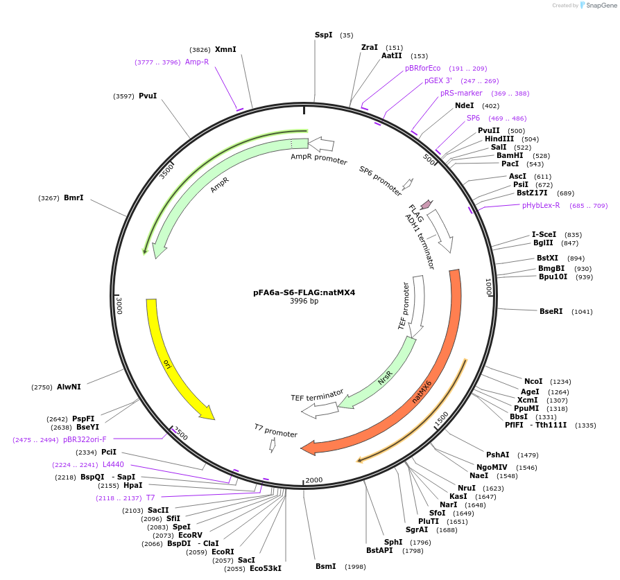 134440-plasmid-map-sequence-id-271037