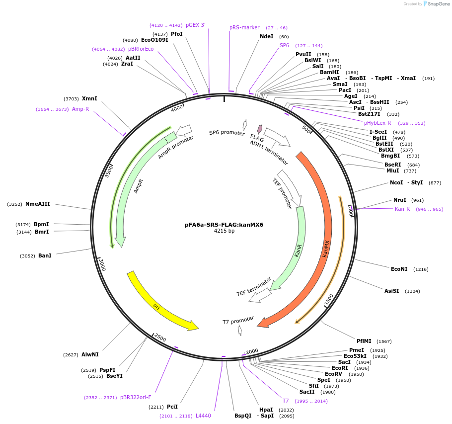 134446-plasmid-map-sequence-id-271038