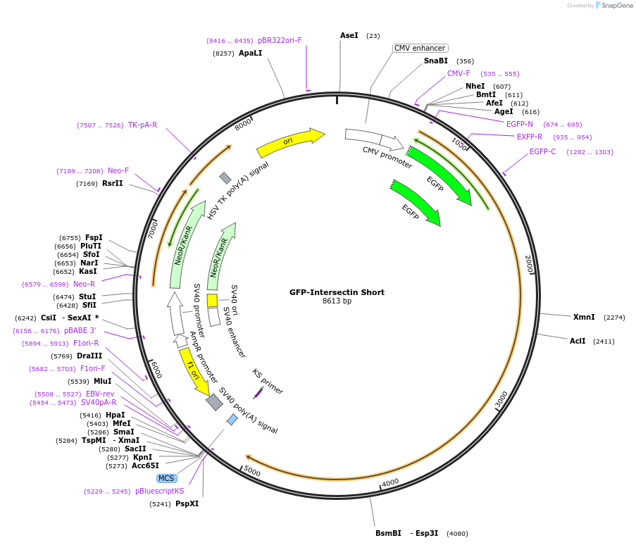 47394-plasmid-map-sequence-id-271046