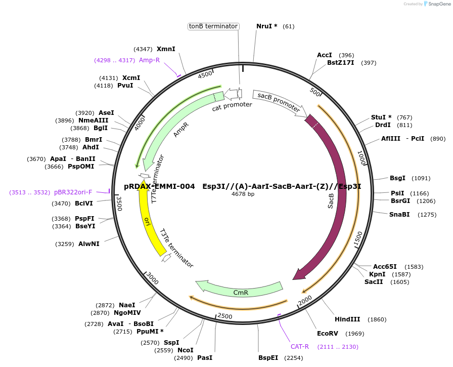 130179-plasmid-map-sequence-id-271047