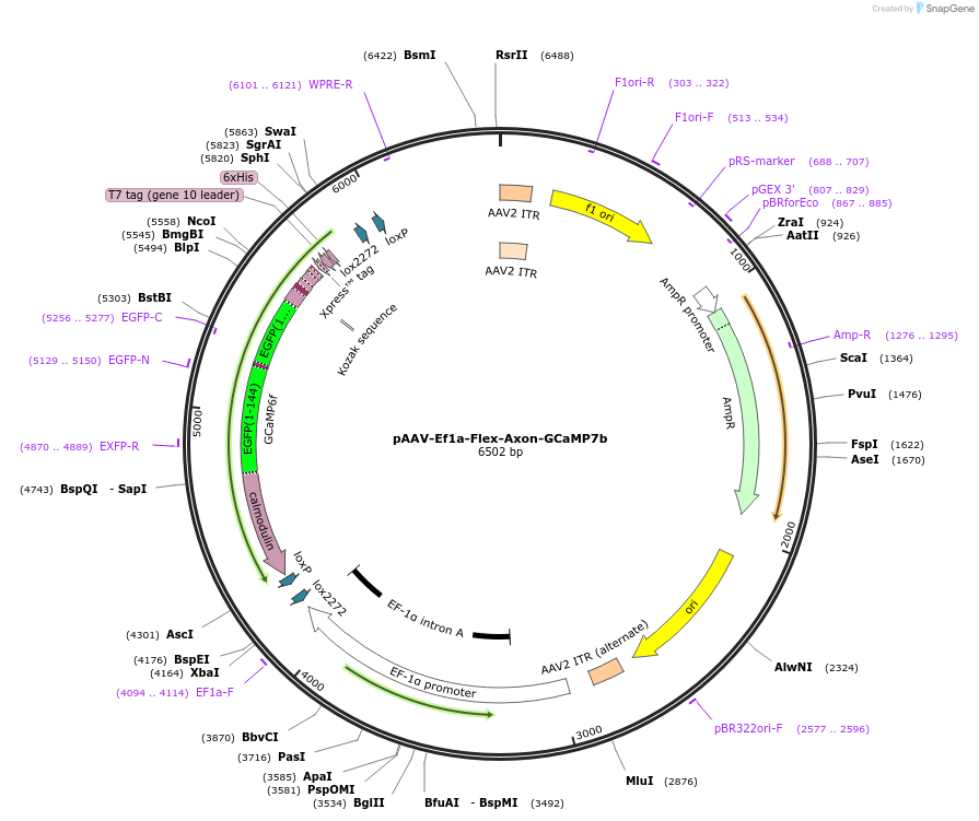135419-plasmid-map-sequence-id-271053