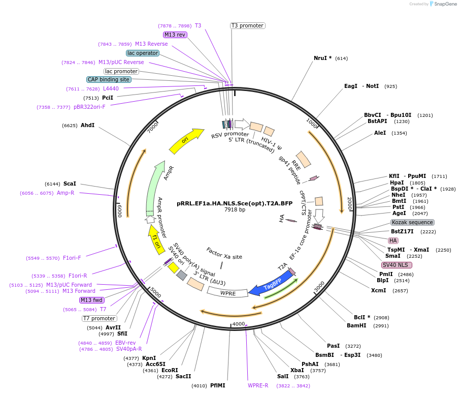 32628-plasmid-map-sequence-id-271054