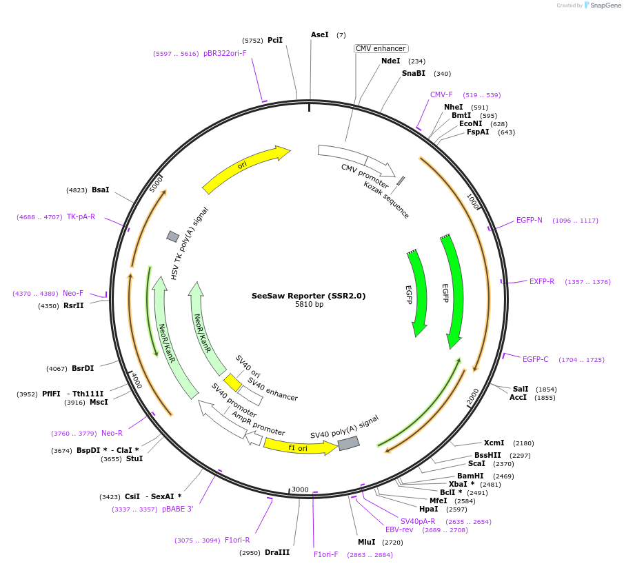 50393-plasmid-map-sequence-id-271055