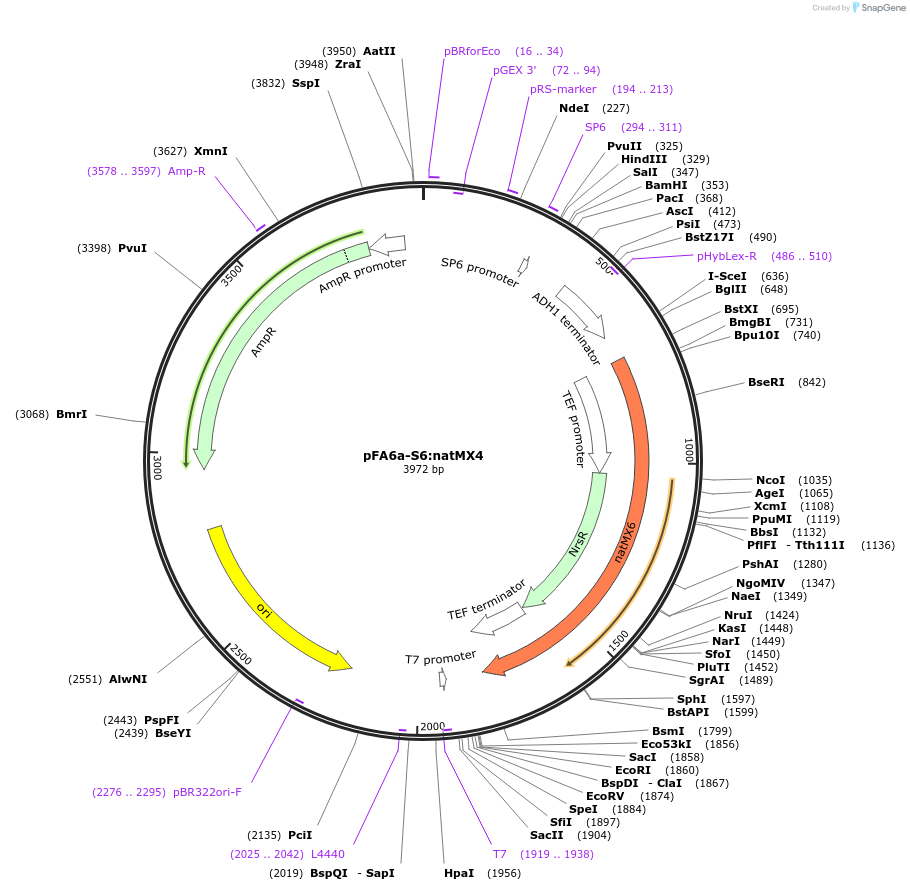 134436-plasmid-map-sequence-id-271058