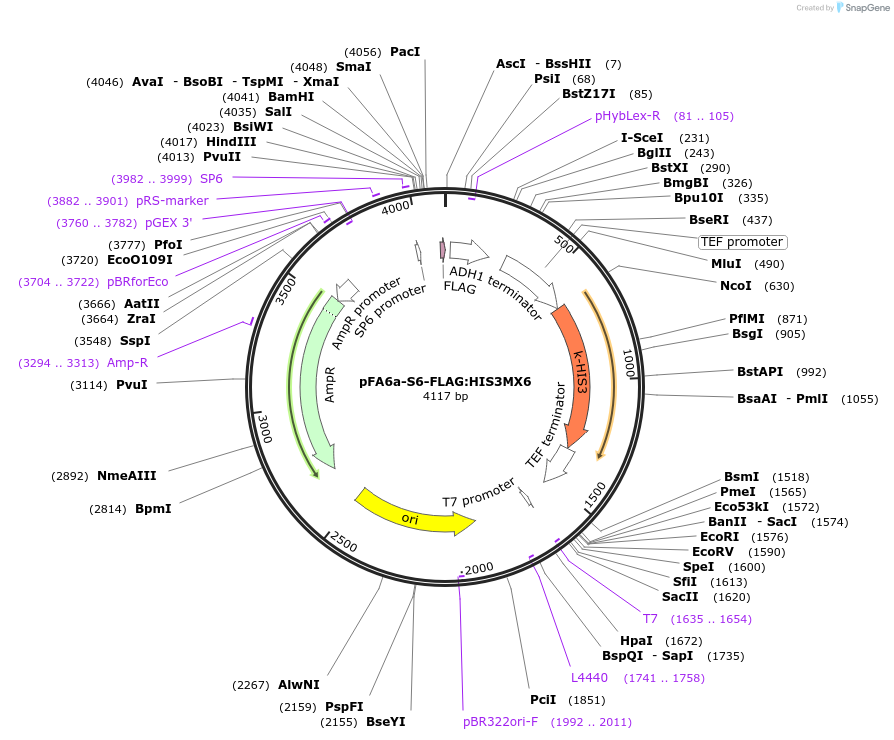 134439-plasmid-map-sequence-id-271060