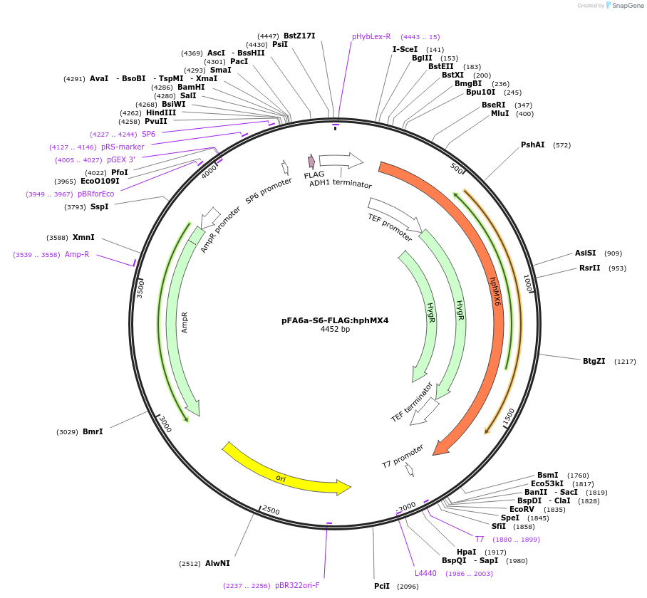 134437-plasmid-map-sequence-id-271061