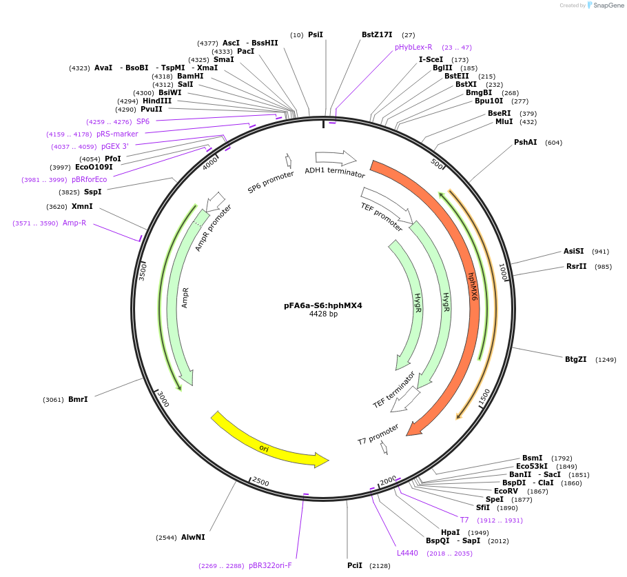 134433-plasmid-map-sequence-id-271062