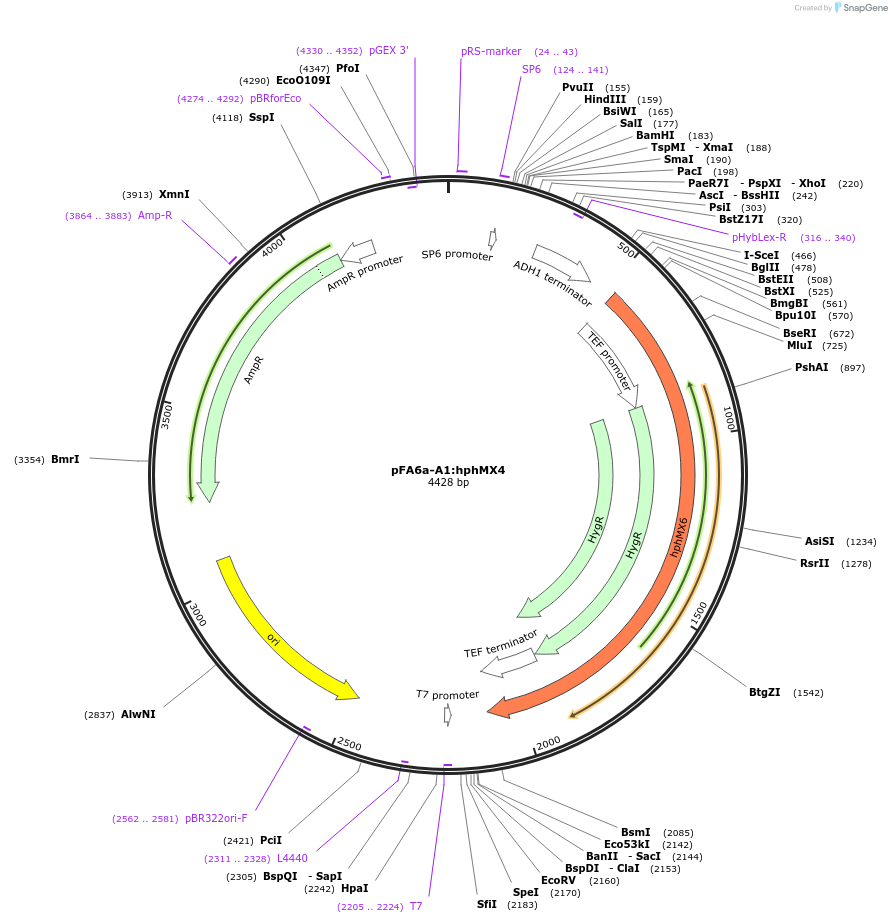 134425-plasmid-map-sequence-id-271063