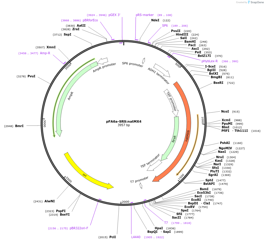 134444-plasmid-map-sequence-id-271064