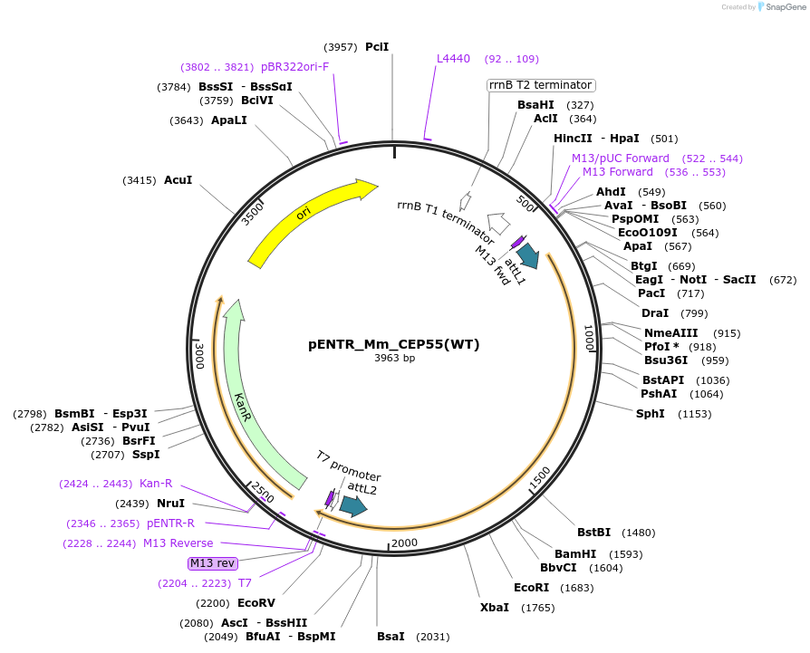 136333-plasmid-map-sequence-id-271065