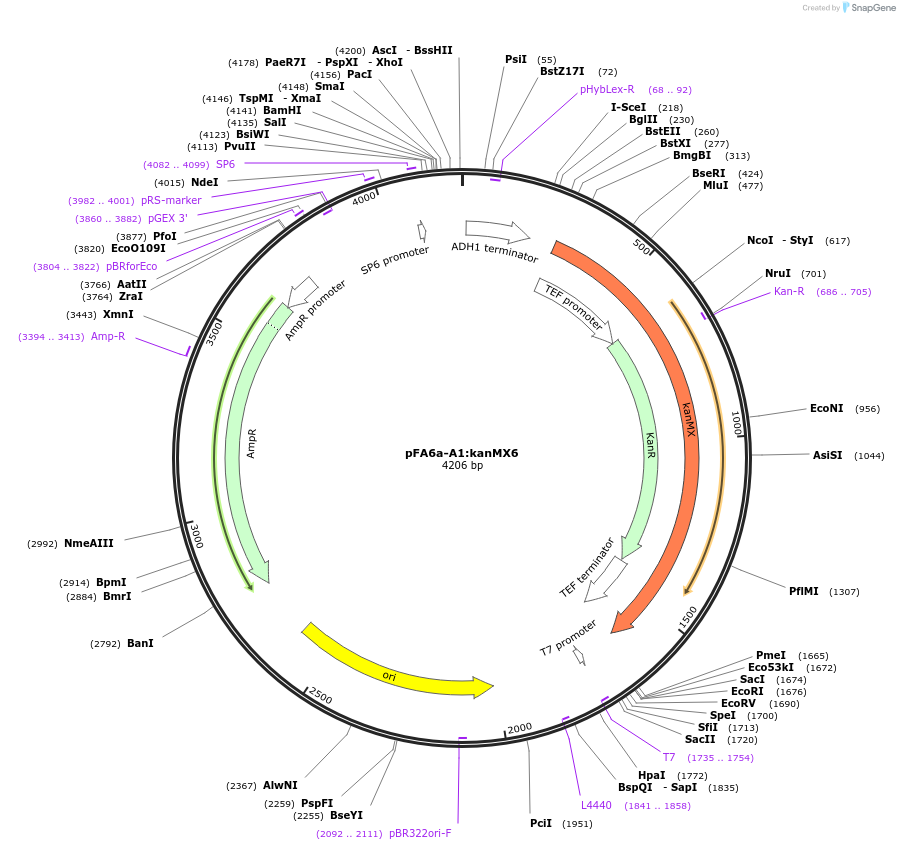 134426-plasmid-map-sequence-id-271093