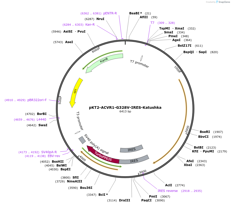 135002-plasmid-map-sequence-id-271117