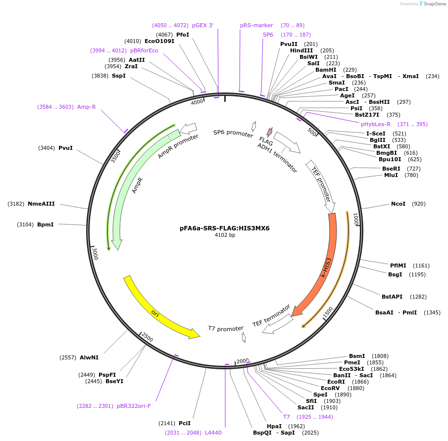 134447-plasmid-map-sequence-id-271136