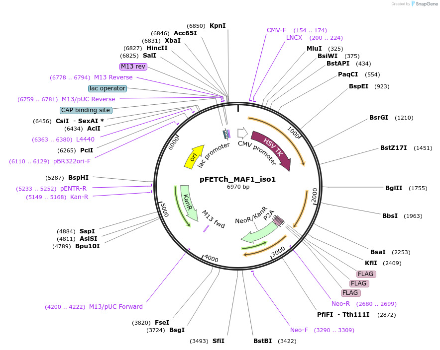 135732-plasmid-map-sequence-id-271142