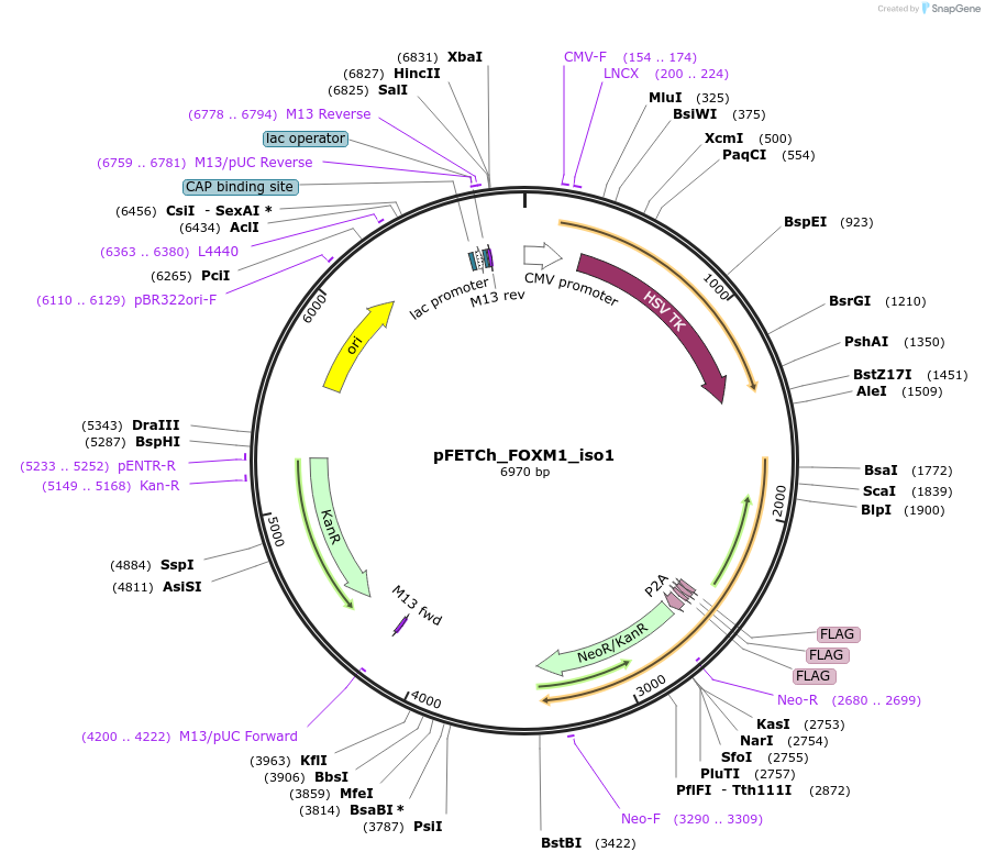 135734-plasmid-map-sequence-id-271145