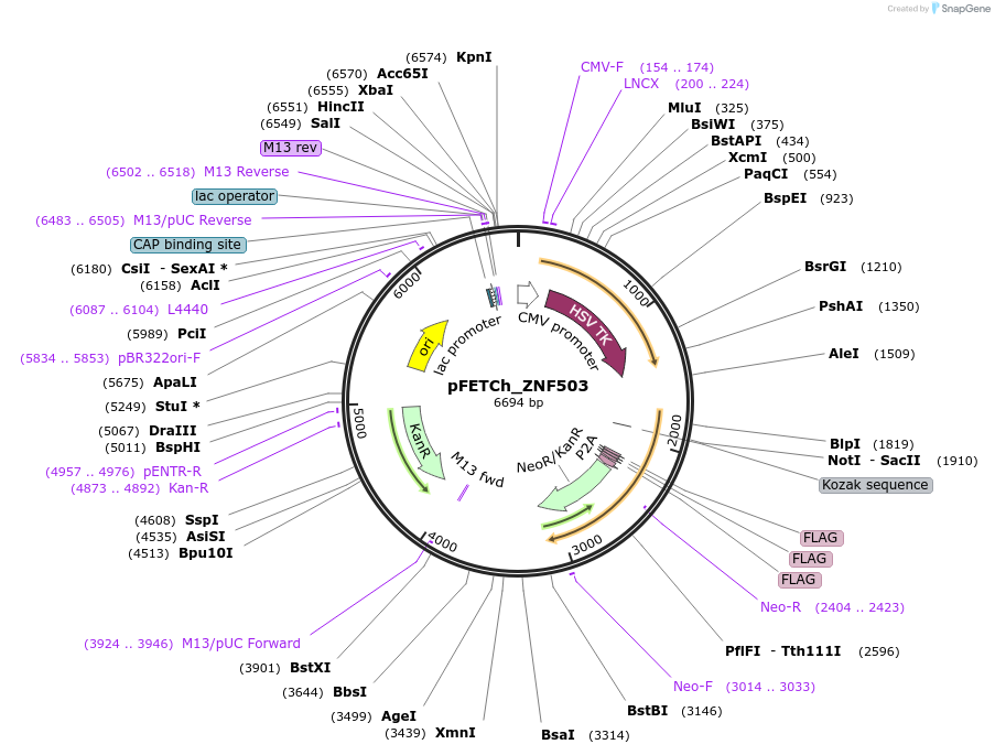 135735-plasmid-map-sequence-id-271146