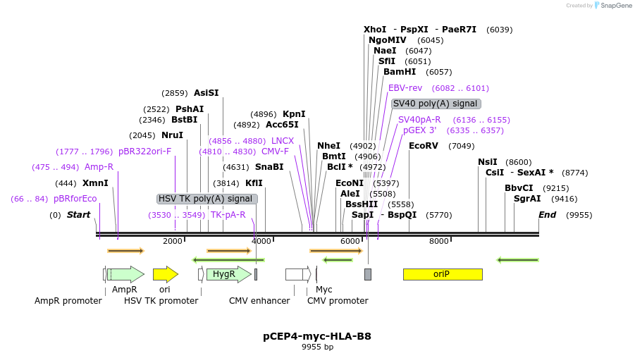 271151_map