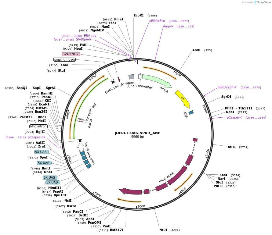 133243-plasmid-map-sequence-id-271156