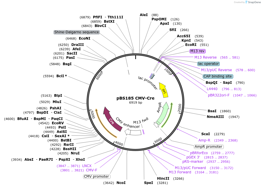 11916-plasmid-map-sequence-id-271163