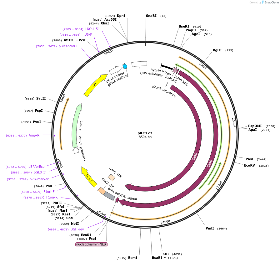 134240-plasmid-map-sequence-id-271166
