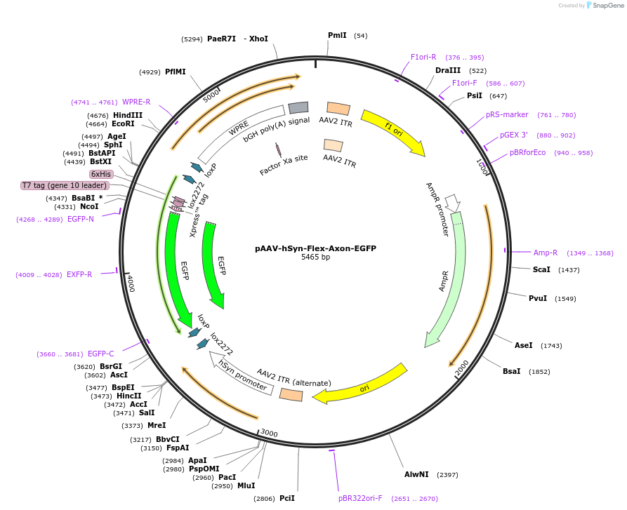 135429-plasmid-map-sequence-id-271167