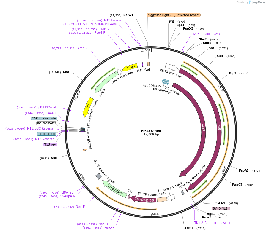 134247-plasmid-map-sequence-id-271169