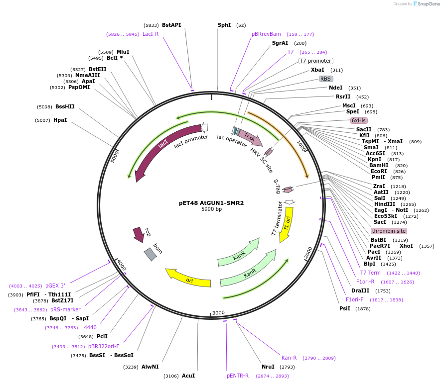 136362-plasmid-map-sequence-id-271171