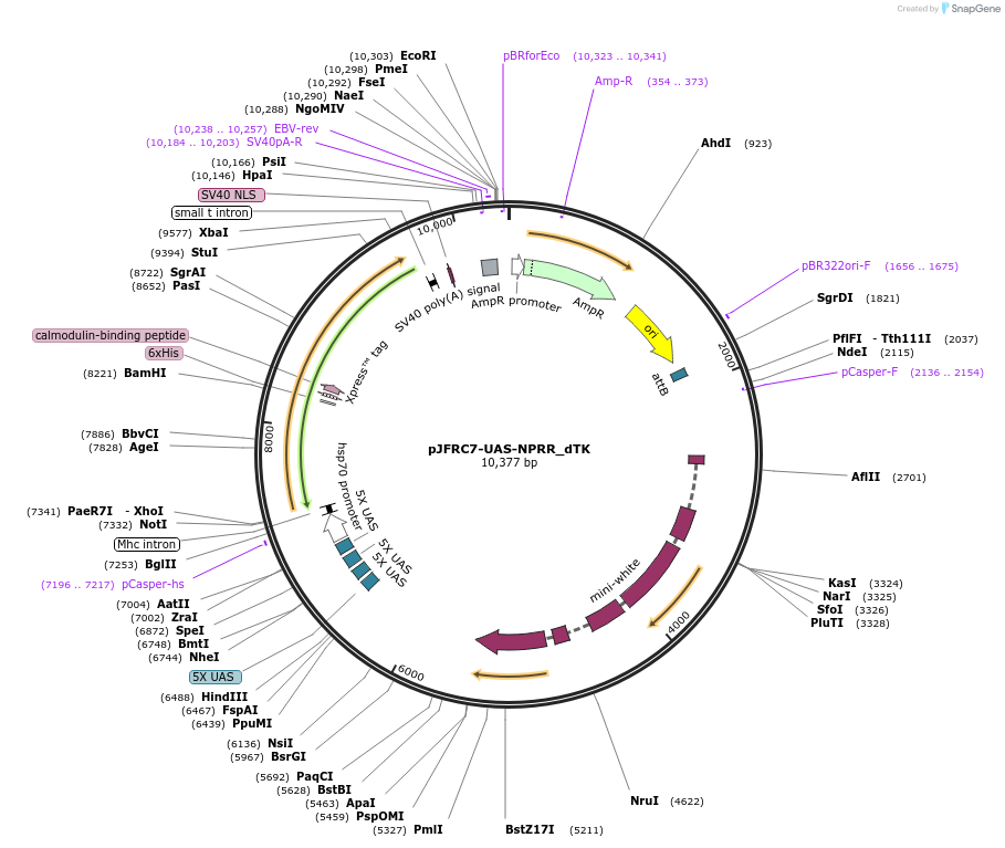 133244-plasmid-map-sequence-id-271173