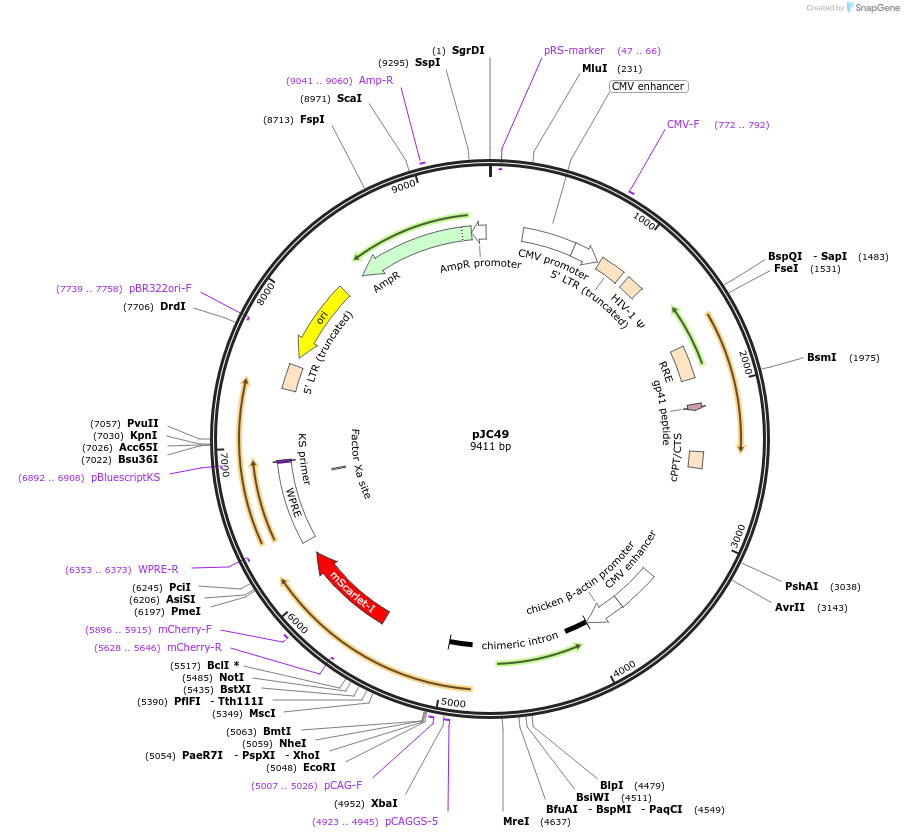 133060-plasmid-map-sequence-id-271174
