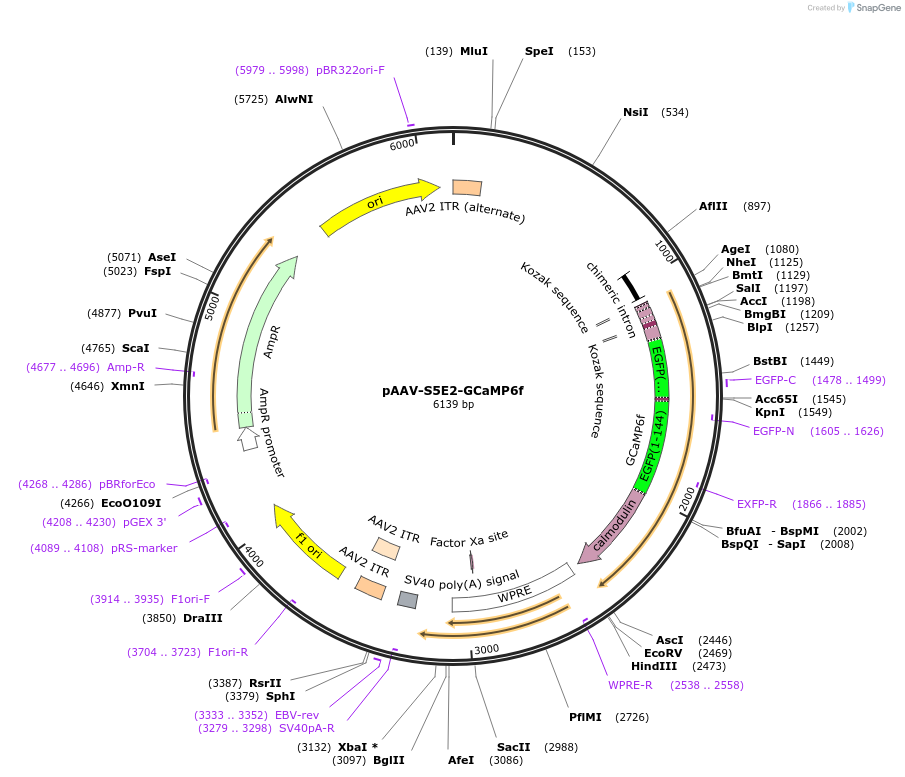 135632-plasmid-map-sequence-id-271175