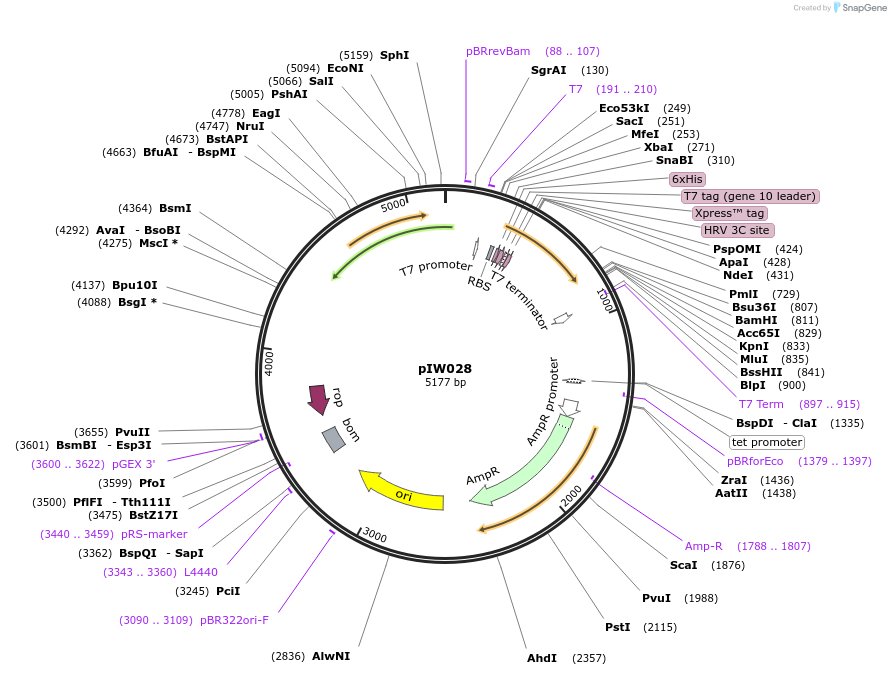 134125-plasmid-map-sequence-id-271194